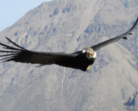Colca - Arequipa